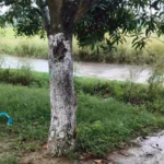 Darbhanga News jale rainfall farmers troubled paddy nursery work affected