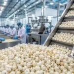 makhana processing unit in darbhanga