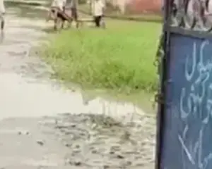 सीमांचल के सरकारी स्कूल में जलजमाव, शिक्षिका के लिए बेंच बिछाते दिखे बच्चे Viral Video